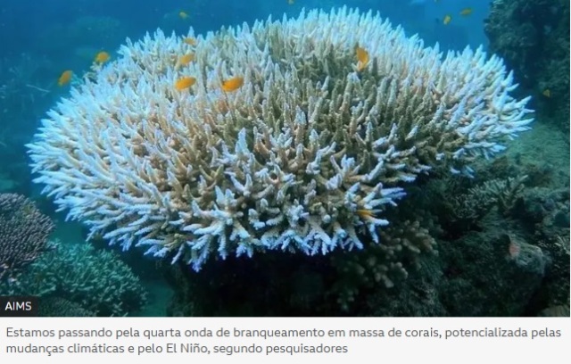 Nova onda global de branqueamento de corais  sinal da morte dos oceanos?