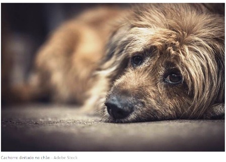 Lei que probe venda de animais em pet shops e sites  aprovada na Alesp